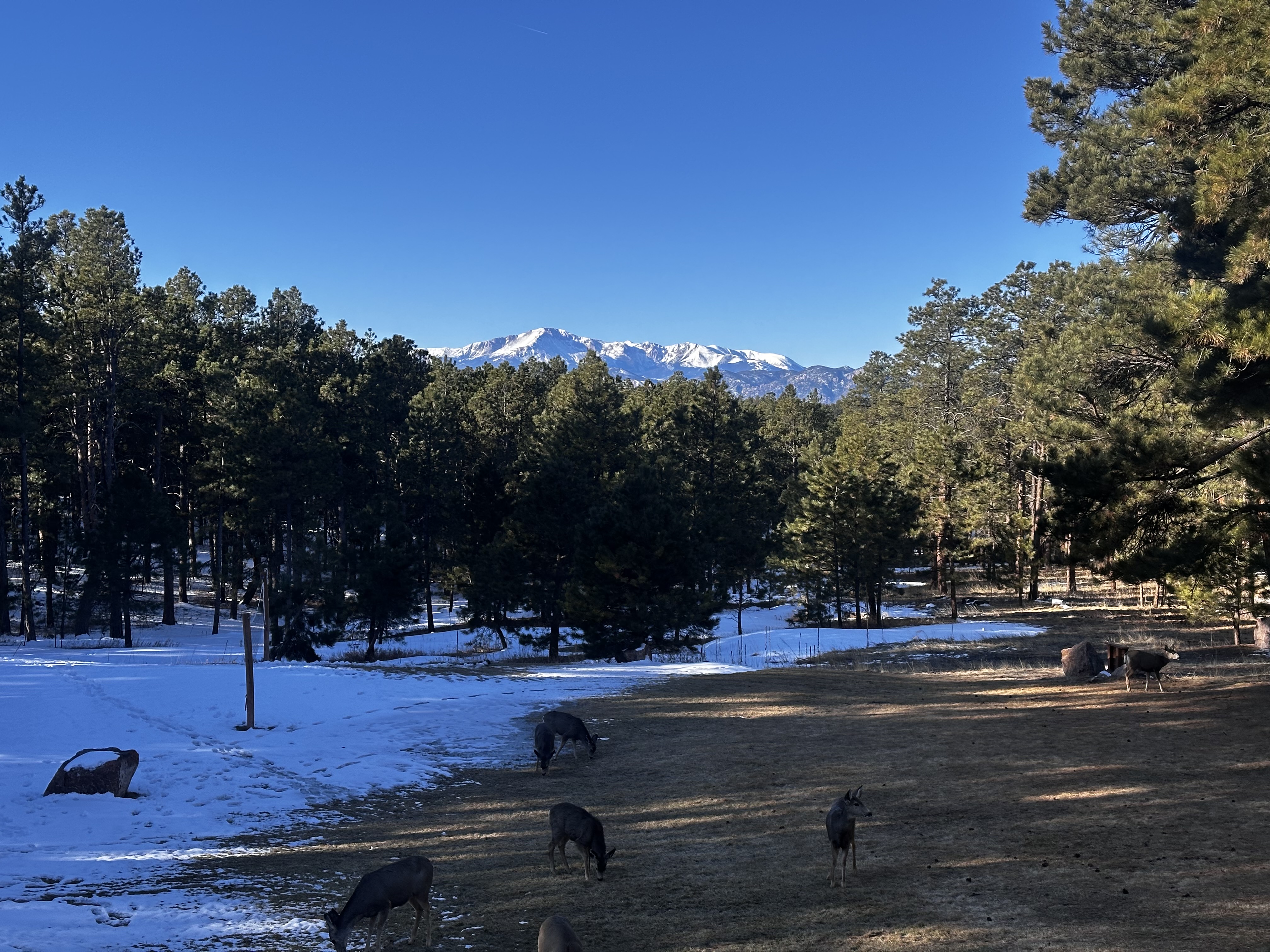 Foreground meadow with grazing elk, evergreens, and the snow-capped Front Range visible in the distance — integration and life returning